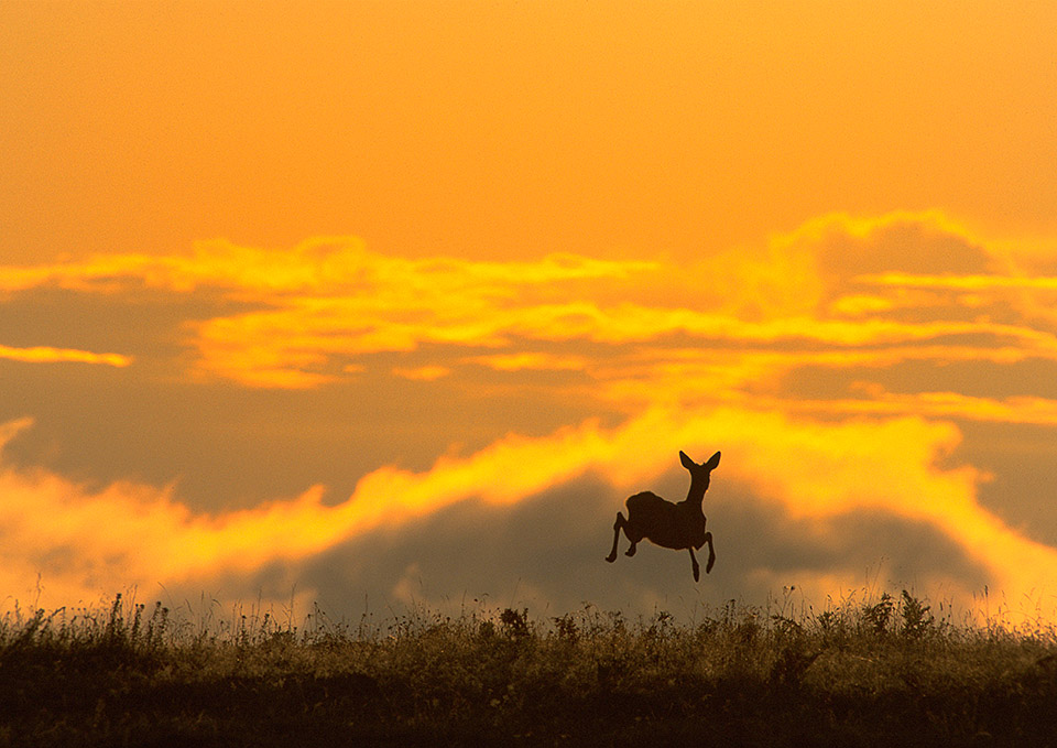 Roe Deer jumping in morning light